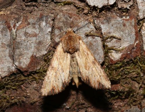Réf. 184 139 : Apamea sublustris